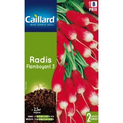 Graines Radis Flamboyant 3...