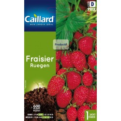 Graines Fraisier Ruegen...