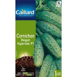 Graines Cornichon Regal F1...