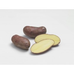 PLANTÉO Pomme de terre...