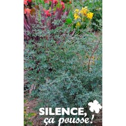 Eucalyptus Gunnii France...