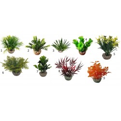 Massif algue Assortiment LABÉO