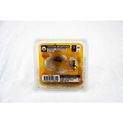 Nourriture vivante BOÎTE...