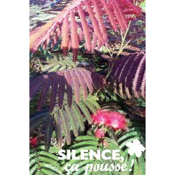 Albizia Julibrissin Evey'S...