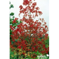 Liquidambar Styraciflua...