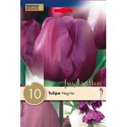 Bulbes de tupiles negrita x 10