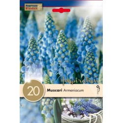 Bulbes de muscari...