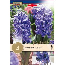 Bulbes de jacinthe blue...