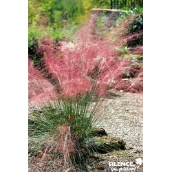Muhlenbergia Capillaris...