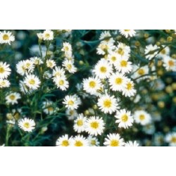 Aster Haut D Automne Blc...