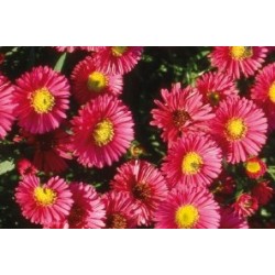Aster Grd D Automne Rge C0.65L