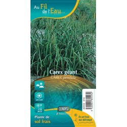 CAREX pendula G9 AU FIL DE...