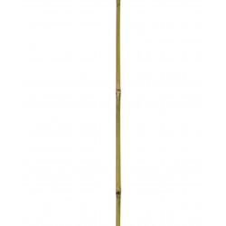 BAMBOO Tuteur bambou...