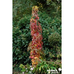 Liquidambar S.Slender...