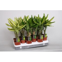 Dracaena fragans h45-p11