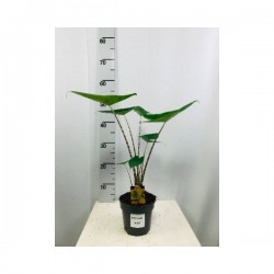 Alocasia zebrina h45-p14