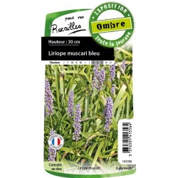 Liriope Muscari C0.65L