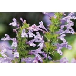 Nepeta Faassenii Bl C0.65L