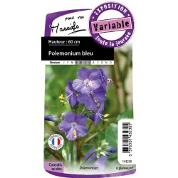 Polemonium Caeruleum Bl C0.65L