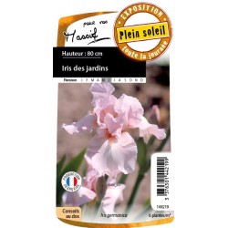 Iris Des Jardins One Desire...