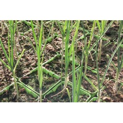 Poireau Perpetuel C0.75L