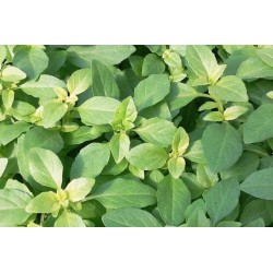 Basilic Fin Vert C0.75L