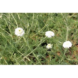 Camomille Romaine Dble C0.75L