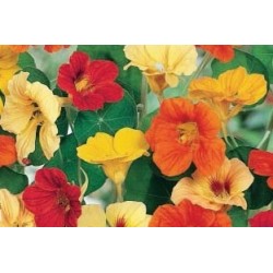 Capucine Aromatiq. C0.75L