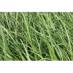 Ciboulette Chine C0.75L