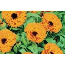 Souci Aromatiq. C0.75L