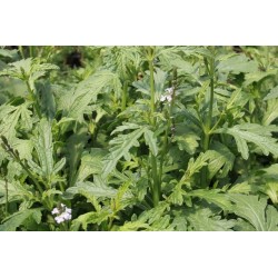 Verveine Officinale C0.75L