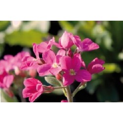 Arabis Blepharophylla B6G8