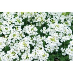 Arabis Caucasica Alba B6G8