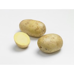 PLANTÉO Pomme de terre...