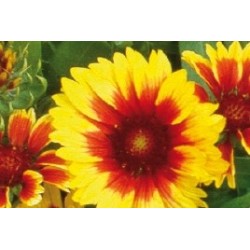 Gaillardia Naine Rge-Jaune...