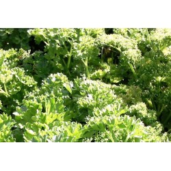 Persil frise c1l
