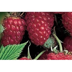 Framboisier Malling Promise...