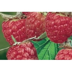 Framboisier Willamette...