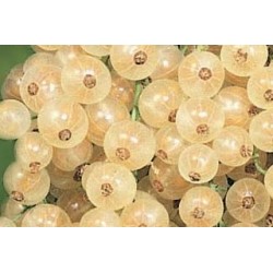 Groseillier Versaillaise...