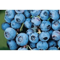 Myrtillier Bluecrop C1.6L