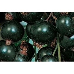 Cassissier Tenah C1.6L