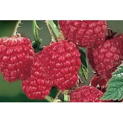 Framboisier Fallred Rm-C1.6L