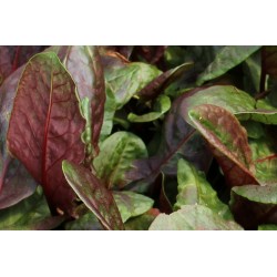 Oseille Commune Vierge...