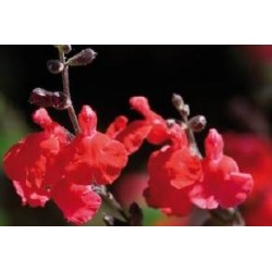 Salvia x pradet c0.65l