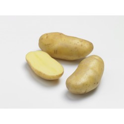 PLANTÉO Pomme de terre...