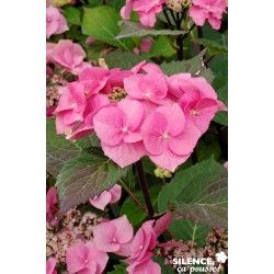 Hortensia Zorro Rose Cov...