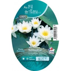 NYMPHAEA alba C2L-RC AU FIL...