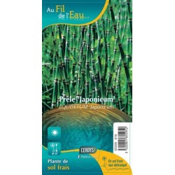 EQUISETUM 'Japonicum' G9 AU...