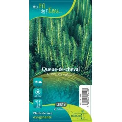 HIPPURIS vulgaris G9 AU FIL...