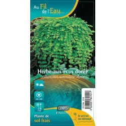 LYSIMACHIA nummularia...